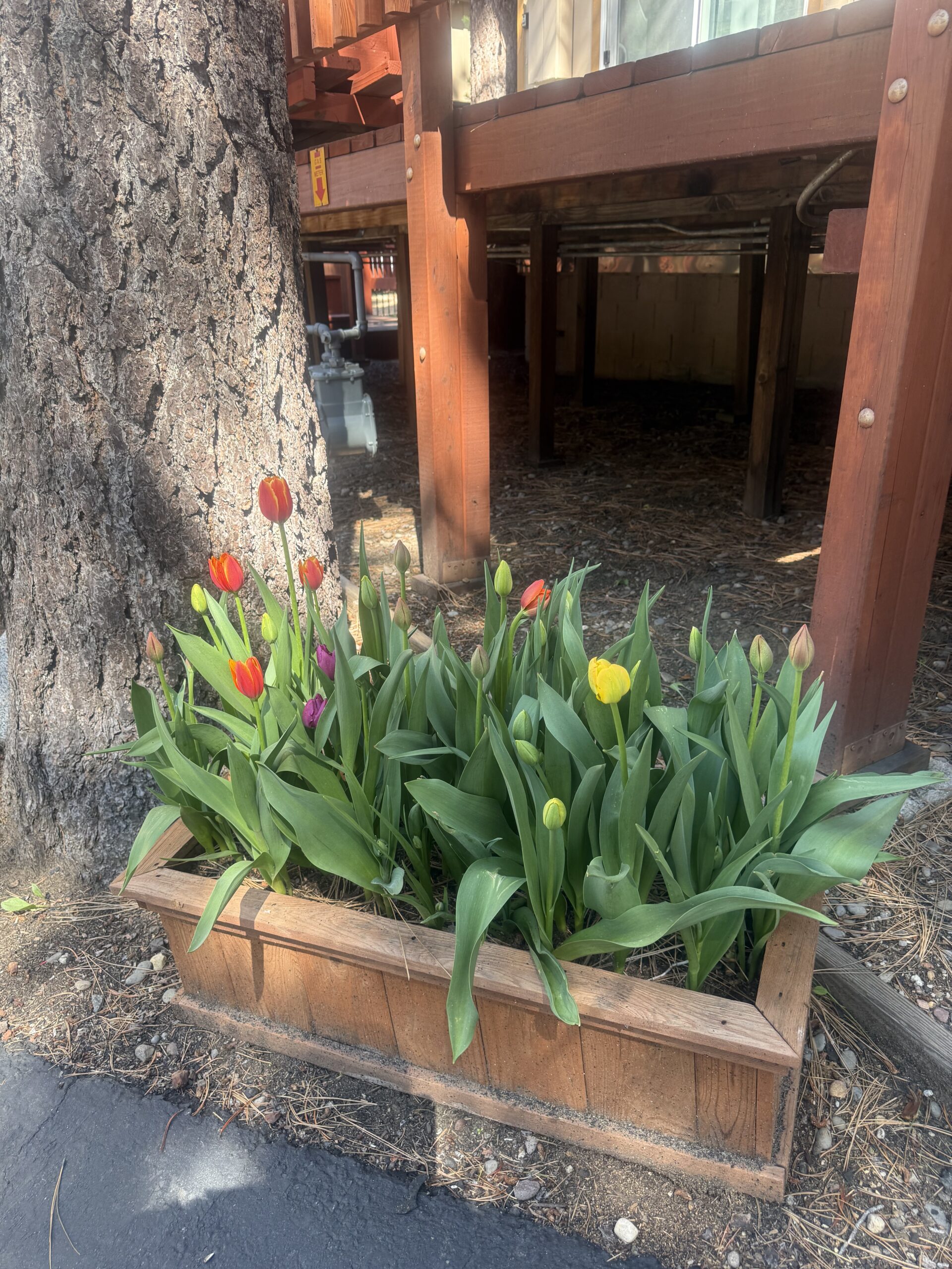 Wooden planter of red, yellow, and purple tulips under the cabin deck