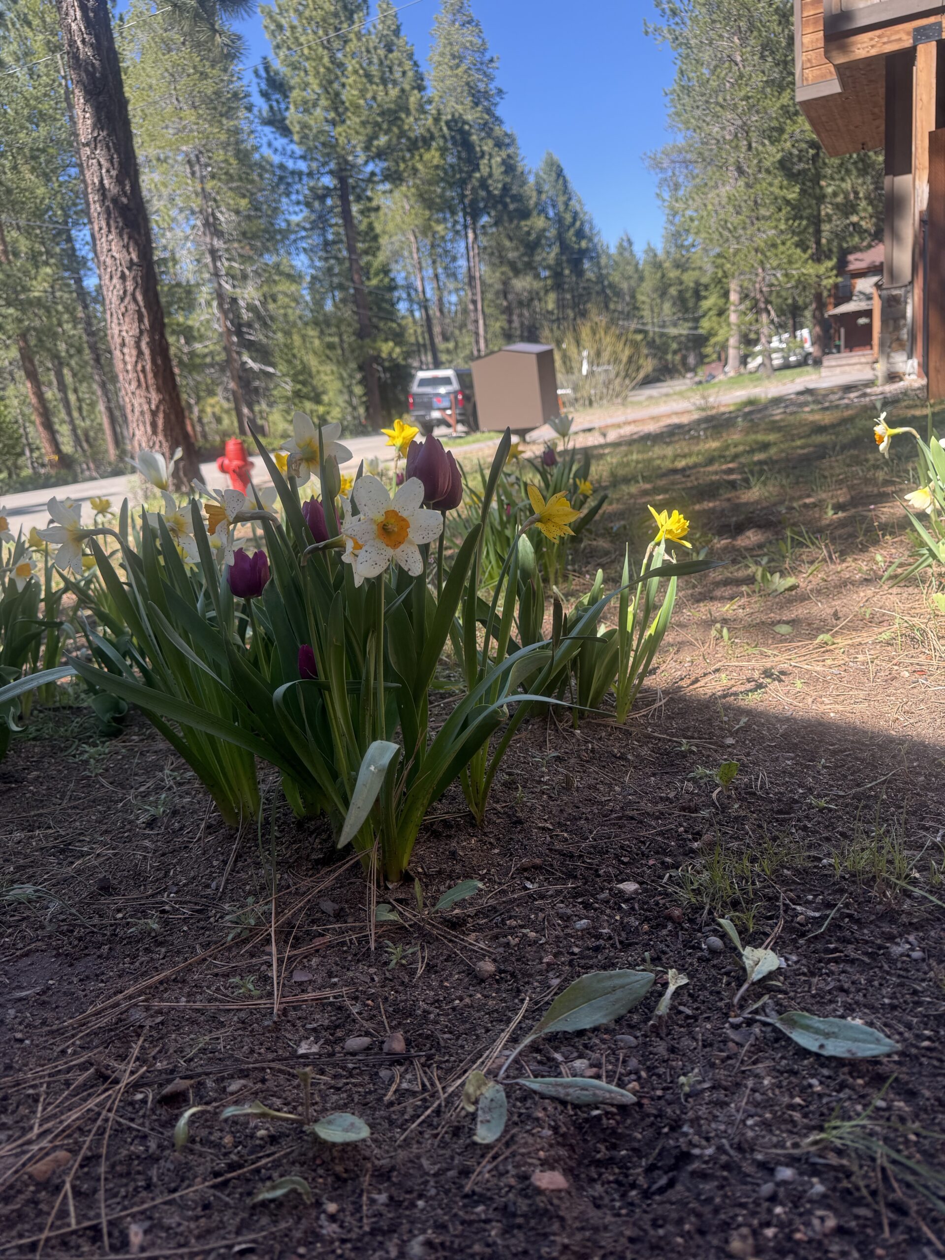 Purple tulips and daffodils in the garden looking toward the street