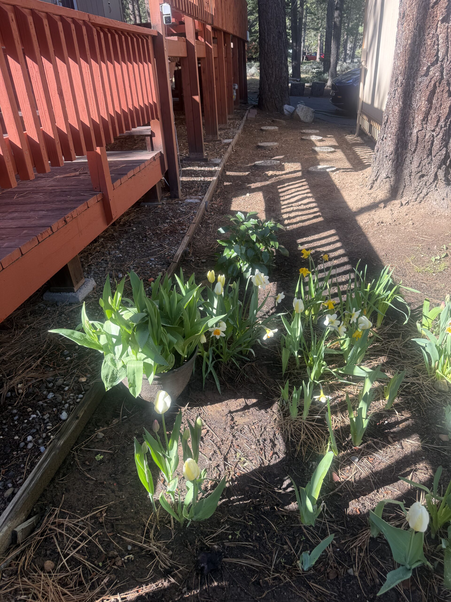 White tulips and daffodils in the garden bed along the deck
