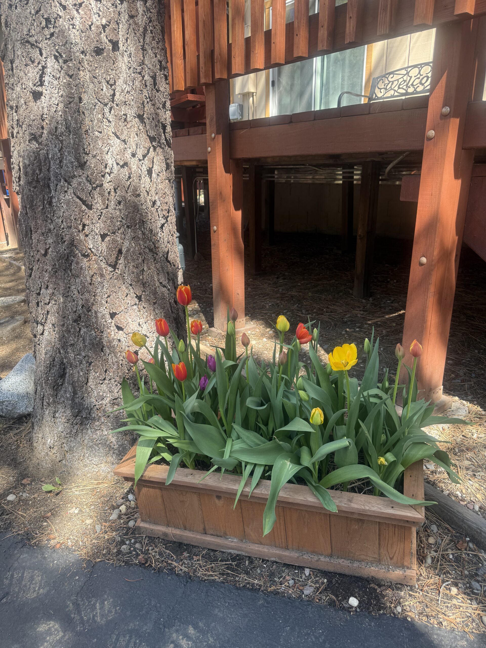 Tulip planter beside a pine trunk and the wraparound deck